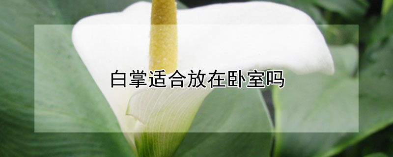 白掌适合放在卧室吗（白掌适合放在卧室吗风水好吗）