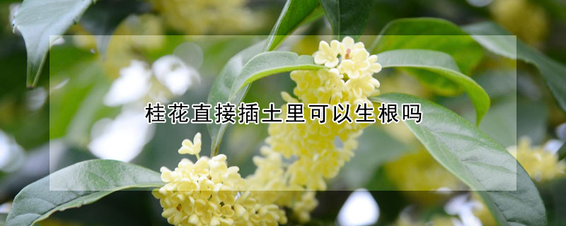 桂花直接插土里可以生根吗（桂花直接插土里可以生根吗图片）
