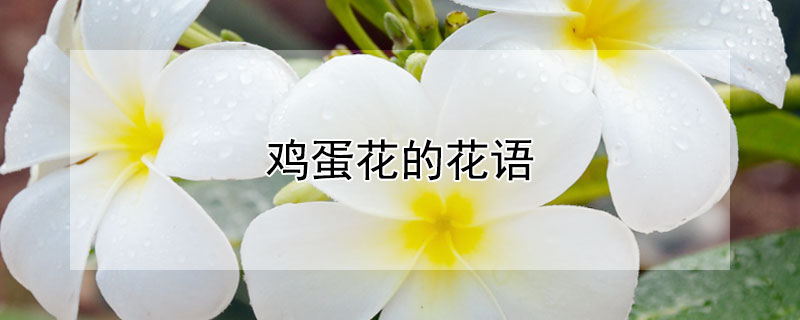 鸡蛋花的花语（不同颜色的鸡蛋花的花语）