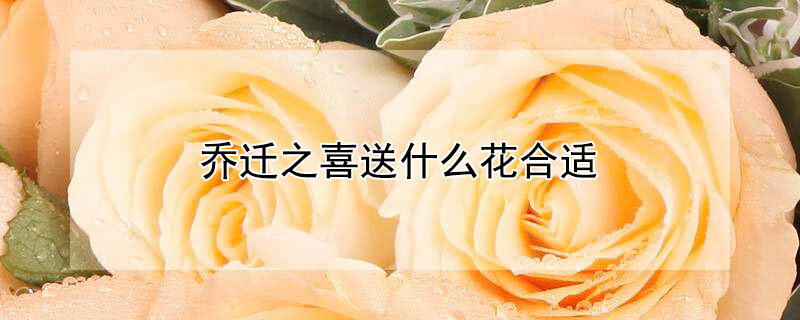 乔迁之喜送什么花合适（乔迁之喜送什么花合适鲜花）