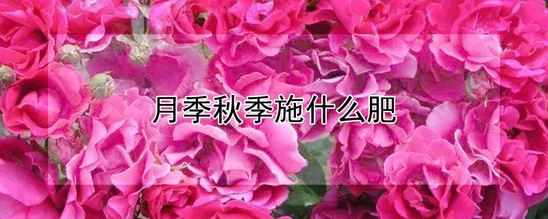 月季秋季施什么肥 月季秋季施什么肥料好
