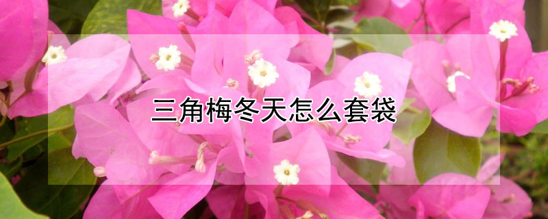 三角梅冬天怎么套袋（三角梅冬天套袋的方法）