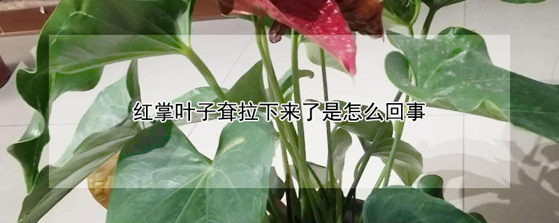 红掌叶子耷拉下来了是怎么回事（红掌的叶子耷拉了是怎么回事）