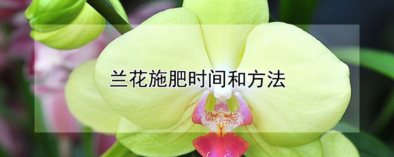 兰花施肥时间和方法 兰花几月份施肥最佳