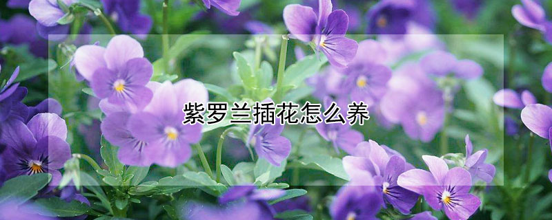 紫罗兰插花怎么养 紫罗兰插花怎么养殖