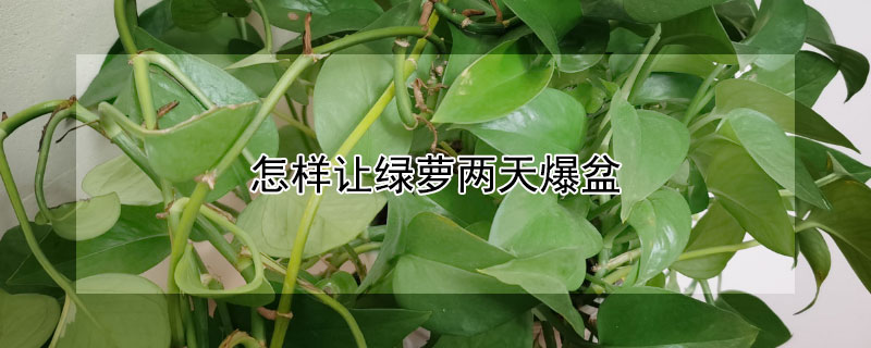 怎样让绿萝两天爆盆（怎么让绿萝爆盆）