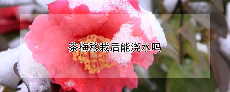 茶梅移栽后能浇水吗 茶梅移栽还开花吗