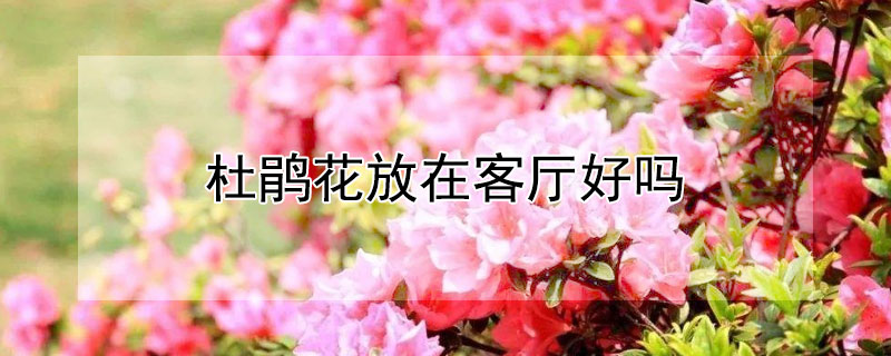 杜鹃花放在客厅好吗 杜鹃花放在客厅好吗风水好吗