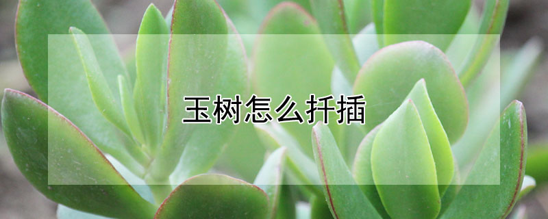 玉树怎么扦插（玉树怎么扦插成活率高）