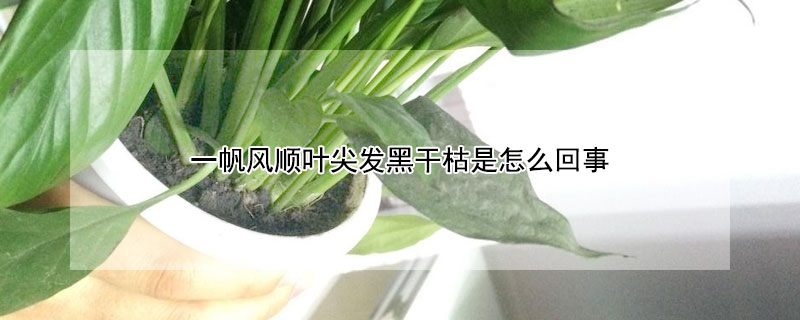 一帆风顺叶尖发黑干枯是怎么回事（一帆风顺叶尖发黄发黑）