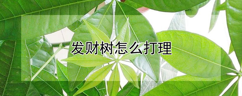 发财树怎么打理 发财树怎么打理好看