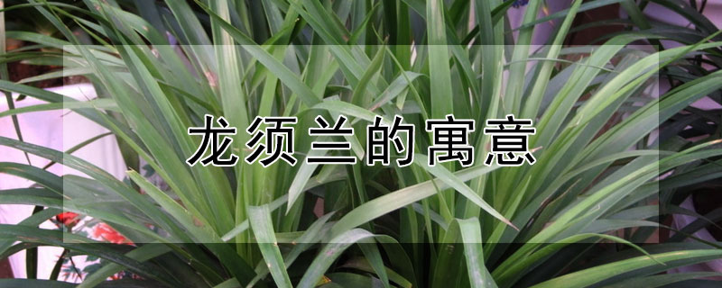 龙须兰的寓意 龙须兰的寓意与风水