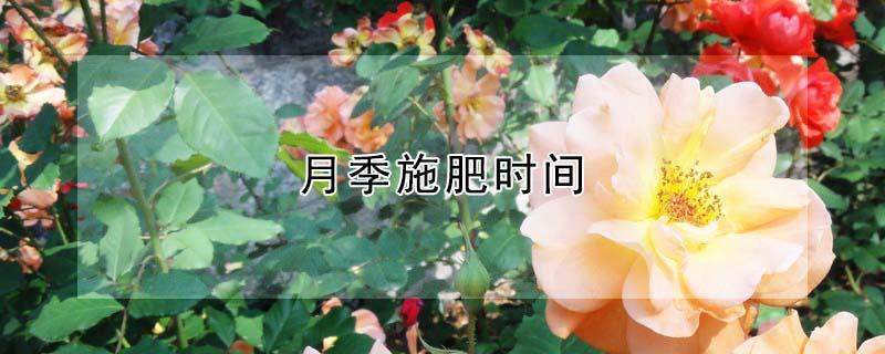 月季施肥时间 月季施肥时间和方法