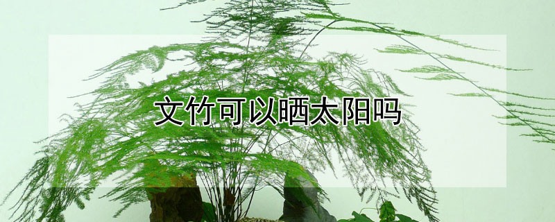 文竹可以晒太阳吗 文竹可以晒太阳吗多久浇一次水