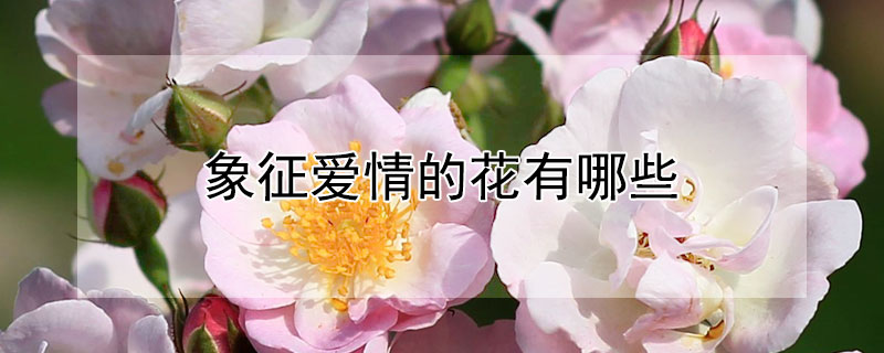 象征爱情的花有哪些（寓意爱情的花）