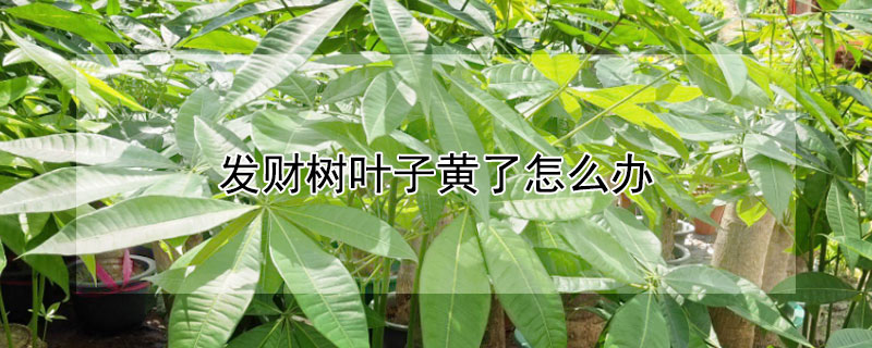 发财树叶子黄了怎么办 发财树叶子黄了怎么办呢怎么能让它绿了啊