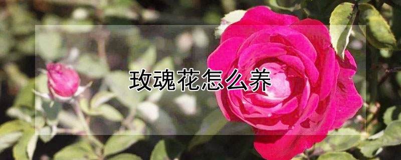 玫魂花怎么养（玫魂花怎么养才能开花）