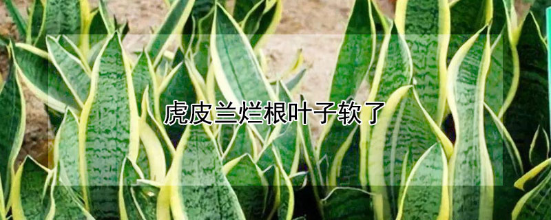 虎皮兰烂根叶子软了 虎皮兰烂根叶子软了怎么回事