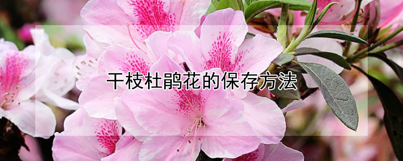 干枝杜鹃花的保存方法（干枝杜鹃花的保存方法有哪些）