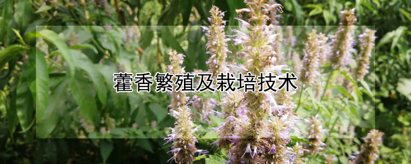 藿香繁殖及栽培技术 藿香繁殖及栽培技术要点