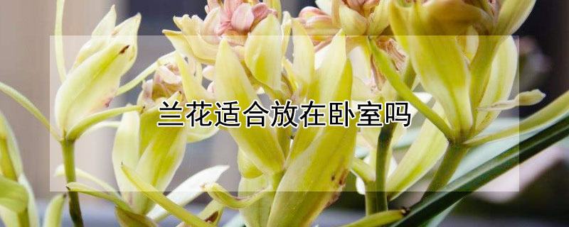 兰花适合放在卧室吗（兰花适合放在卧室吗冬天）