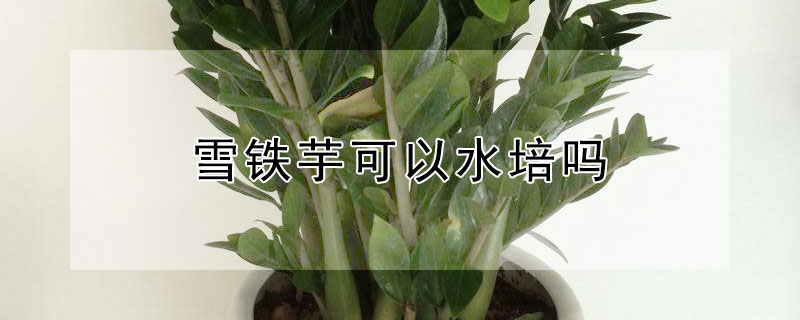 雪铁芋可以水培吗 雪铁芋能水培吗