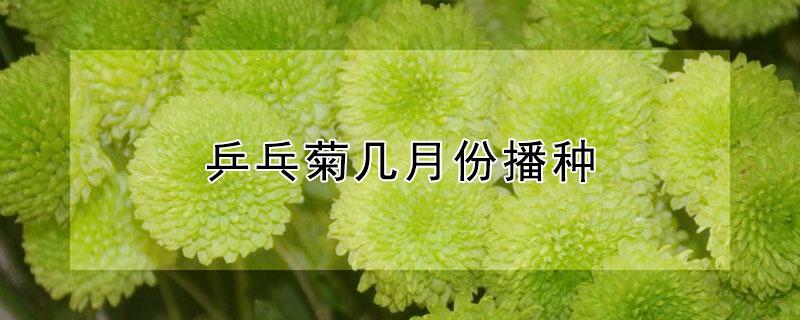 乒乓菊几月份播种（乒乓菊什么时候下种）