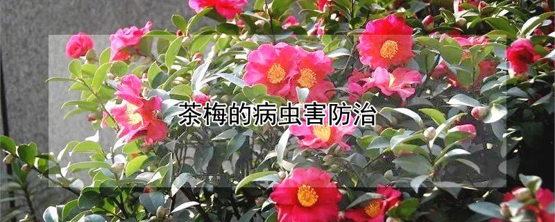 茶梅的病虫害防治 茶梅的病虫害防治方法