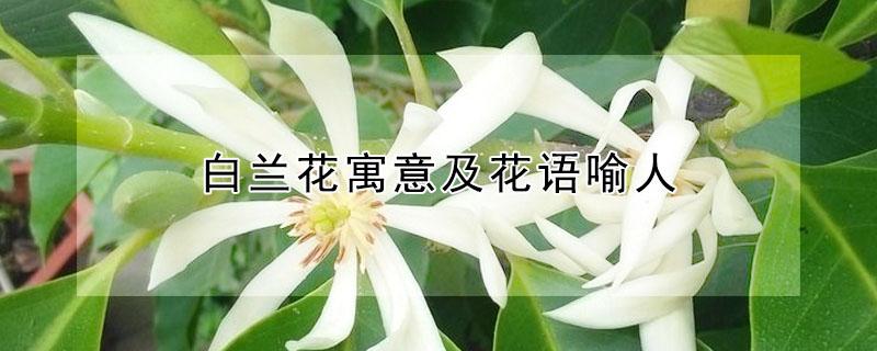 白兰花寓意及花语喻人 白兰花寓意及花语喻人的句子