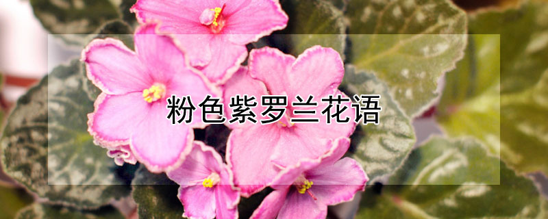 粉色紫罗兰花语（紫罗兰紫色花语是什么）