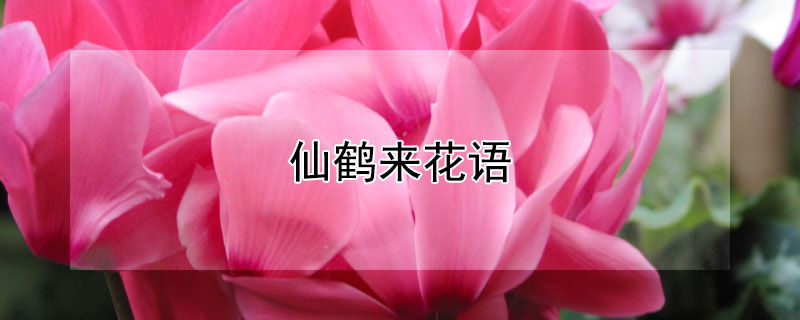 仙鹤来花语 仙鹤来花的寓意
