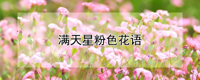 满天星粉色花语（满天星粉色花语是什么）