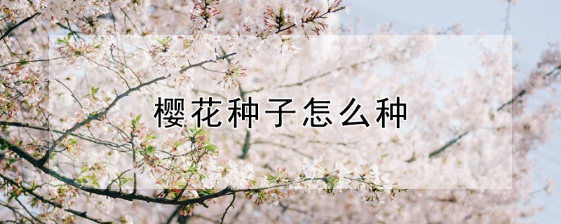 樱花种子怎么种 樱花种子怎么种植方法
