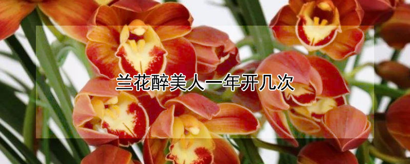 兰花醉美人一年开几次（兰花醉美人一年开几次花）
