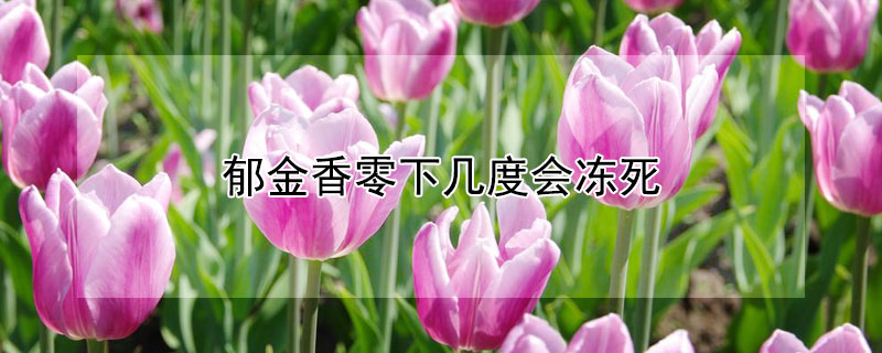 郁金香零下几度会冻死（郁金香多少度会冻死）
