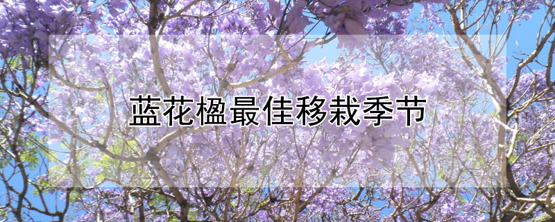 蓝花楹最佳移栽季节 蓝花楹移栽技术要点