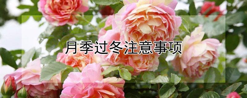 月季过冬注意事项 月季花户外如何过冬