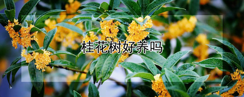 桂花树好养吗 室内桂花树好养吗