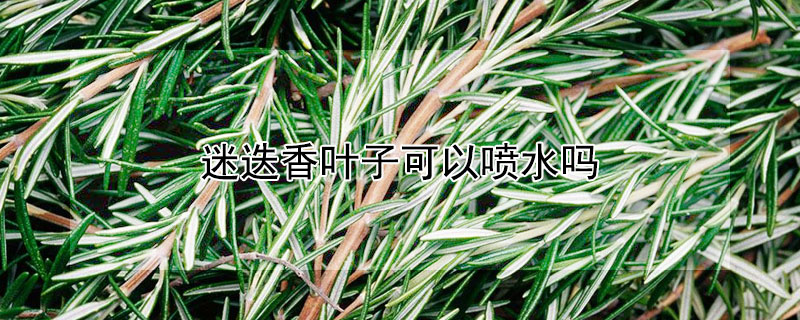 迷迭香叶子可以喷水吗 迷迭香可以浇水吗