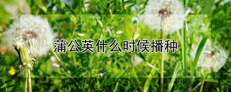 蒲公英什么时候播种 蒲公英什么时候播种最好