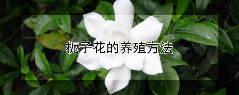 枙子花的养殖方法 枙子花的养殖方法和注意事项柠檬
