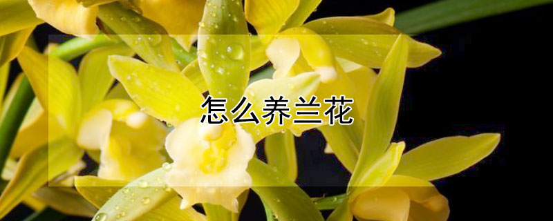 怎么养兰花（怎么养兰花才能长得好）