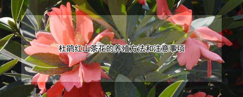 杜鹃红山茶花的养殖方法和注意事项（杜鹃红山茶花的养殖方法和注意事项 盆栽）