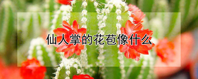 仙人掌的花苞像什么（仙人掌的花苞像什么比喻句）
