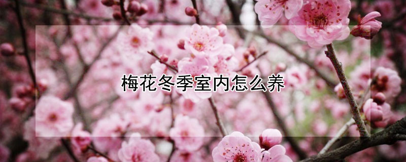 梅花冬季室内怎么养 梅花冬季室内怎么养好