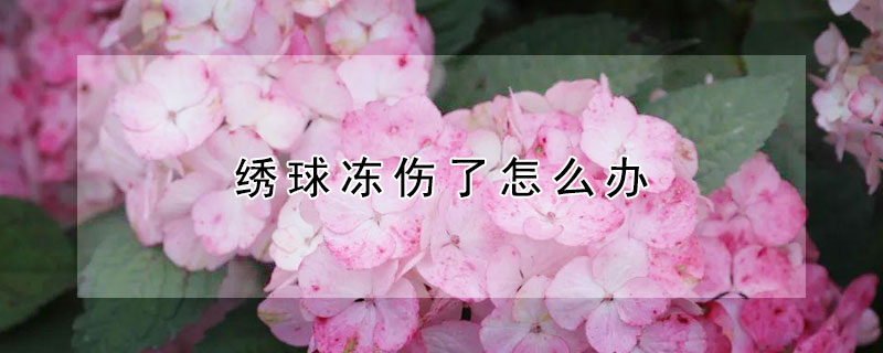 绣球冻伤了怎么办（绣球冻伤了怎么办小妙招）