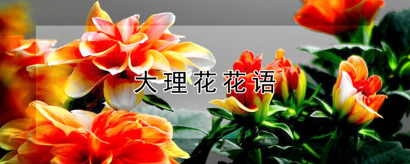 大理花花语（黑色大丽花花语）