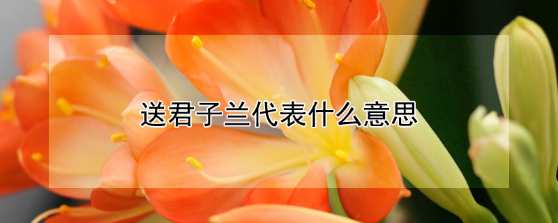 送君子兰代表什么意思 送君子兰代表什么意思啊