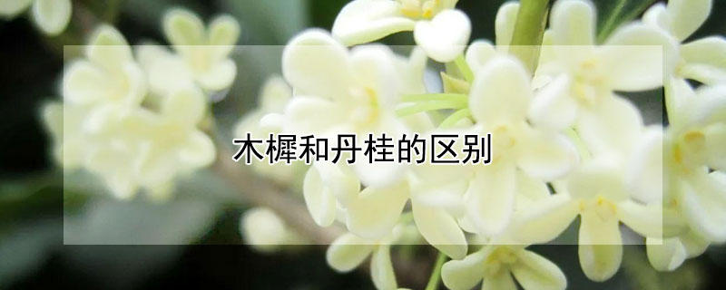 木樨和丹桂的区别 木樨和丹桂的区别图片