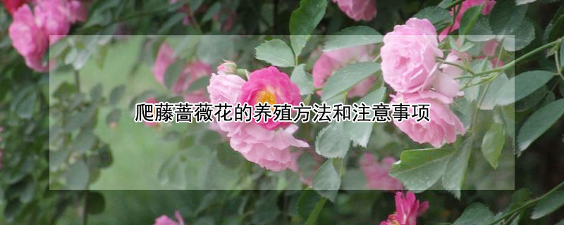 爬藤蔷薇花的养殖方法和注意事项（爬藤蔷薇种植方法和注意事项）